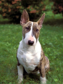 bull terrier picture
