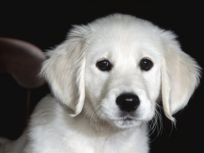golden retriever ear problems ear problems canine ear problems golden retriever ear problems ear problems canine ear problems