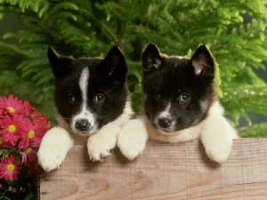 how to train a puppy