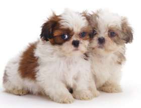 Shih Tzu Dogs | Shih Tzu | Aristocratic toy dog breeds with ...