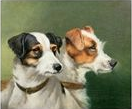 two smooth fox terriers
