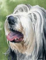 bearded collie art print