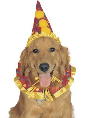 hats for dogs, clown hat and neck ruffle