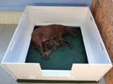 small size whelping boxes for dogs