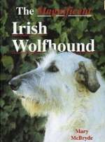 magnificent irish wolf hound