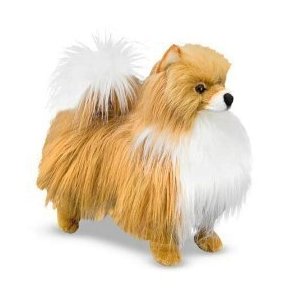 where did pomeranians come from the pomeranian a cuddly and spirited pomeranian dogs a lot where did pomeranians come from the pomeranian a cuddly and spirited pomeranian dogs a lot