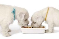 White Puppies - Peel and Stick Wall Decal white puppies eating decal