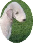 bedlington terriers