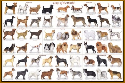 mini dog breeds list