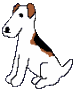 jack russell dog jack russell dog