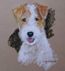 Pet portrait pet portrait