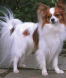papillon rescue papillon rescue papillon rescue papillon rescue