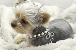 Dog Necklace with Bling Pearls and Rhinestones Bone Charm by PetFavorites image of Pet Necklace with Bling Pearls and Rhinestones Bone Charm