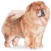 chow chow dog