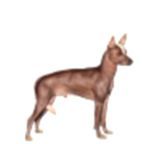Dog+breeds+in+india+with+pictures