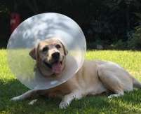 e collar