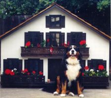 Custom+dog+house+plans+free