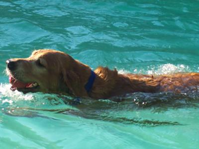 max golden retrievers golden retriever max golden retrievers golden retriever