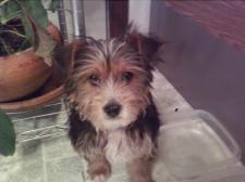 why do yorkies eat why do puppies eat why do yorkies eat why do puppies eat