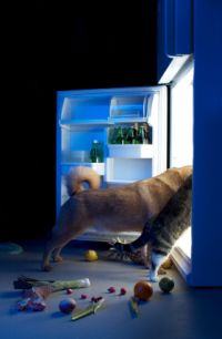 natural organic dog food, dog and cat looking in fridge