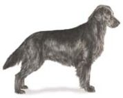 flat coated retriever dog