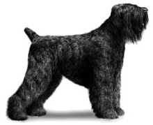 Black Russian Terrier black russian terrier image