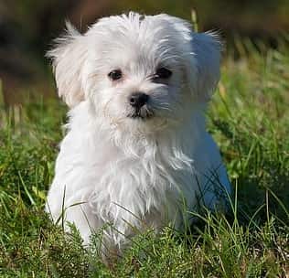 Maltese Dog maltese dog close up sitting in grass facing forward