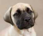 bull mastiff puppy