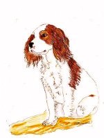 cavalier king charles spaniel artwork cavalier king charles spaniel