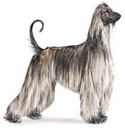 afghan hound dog