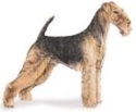 airedale terrier image