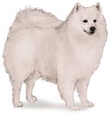 american eskimo dogs