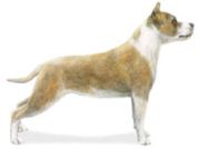 american-staffordshire terrier