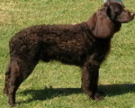 american water spaniel