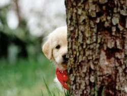 golden retriever puppy