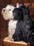 black and white scottish terriers