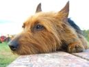 australian terrier