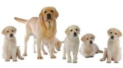 Mom and Her 5 Labrador Puppies in Different Positions Wall Decal five labrador retriever puppies with mom