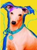 italian greyhound