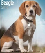 Beagle dog calendar 2016