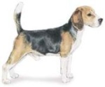 beagle dog