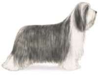 bearded collie herding dog