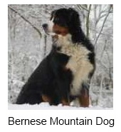 Bernese Mountain dogs