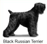 Black Russian terriers