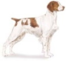 Brittany (spaniel)