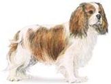 king charles cavalier spaniel