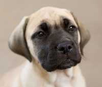 bull mastiff puppy