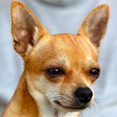 Chihuahua Toy Dog Breed image of chihuahua dog breed