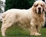 clumber spaniel