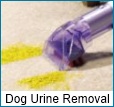dog urine removal tips dog urine removal how-to